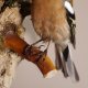 Buchfink männlich Singvogel Vogel Präparat Höhe 25cm Tierpräparat mit Genehmigung zur Vermarktung