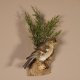 Buchfink weiblich Singvogel Vogel Präparat Höhe 22cm Tierpräparat mit Genehmigung zur Vermarktung