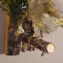 Grünfink Grünling weiblich Vogel Präparat präpariert taxidermy Tierpräparat mit Genehmigung zur Vermarktung