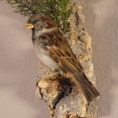 Haussperling Sperling Vogel Präparat männlich Höhe 25 cm präpariert taxidermy Tierpräparat mit Genehmigung zur Vermarktung