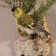 Erlenzeisig Stieglitz Distelfink Fink Singvogel Vogel Präparat präpariert taxidermy Tierpräparat mit Genehmigung zur Vermarktung