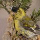 Erlenzeisig Stieglitz Distelfink Fink Singvogel Vogel Präparat präpariert taxidermy Tierpräparat mit Genehmigung zur Vermarktung