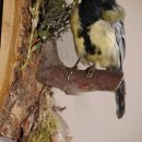 Kohlmeise Präparat Höhe 27 cm Meise Vogel präpariert Tierpräparat mit Genehmigung zur Vermarktung