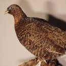 Jagdfasan Ganzpräparat Fasan weiblich Breite 46 cm Vogel Präparat Trophäe mit Herkunftsnachweis #90.5.61