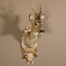 Rehbock Kopf hochkapital auf geschnitztem Trophäenschild Schulter Präparat Höhe 81 cm Geweih Bock Reh Kopfpräparat