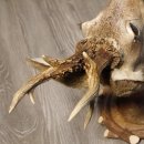 Rehbock Kopf hochkapital auf geschnitztem Trophäenschild Schulter Präparat Höhe 81 cm Geweih Bock Reh Kopfpräparat