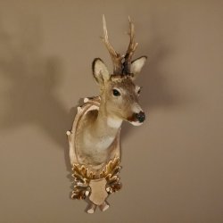 Rehbock Kopf hochkapital auf geschnitztem Trophäenschild Schulter Präparat Höhe 81 cm Geweih Bock Reh Kopfpräparat