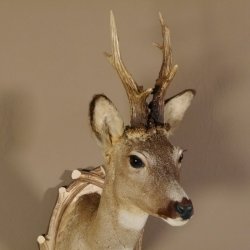 Rehbock Kopf hochkapital auf geschnitztem Trophäenschild Schulter Präparat Höhe 81 cm Geweih Bock Reh Kopfpräparat