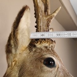 Rehbock Kopf hochkapital auf geschnitztem Trophäenschild Schulter Präparat Höhe 81 cm Geweih Bock Reh Kopfpräparat