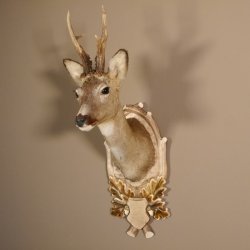 Rehbock Kopf hochkapital auf geschnitztem Trophäenschild Schulter Präparat Höhe 81 cm Geweih Bock Reh Kopfpräparat