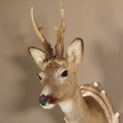 Rehbock Kopf hochkapital auf geschnitztem Trophäenschild Schulter Präparat Höhe 81 cm Geweih Bock Reh Kopfpräparat