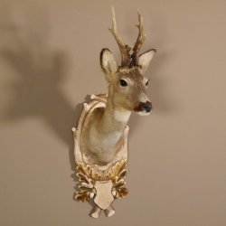 Rehbock Kopf hochkapital auf geschnitztem Trophäenschild Schulter Präparat Höhe 81 cm Geweih Bock Reh Kopfpräparat