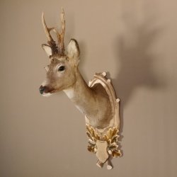 Rehbock Kopf hochkapital auf geschnitztem Trophäenschild Schulter Präparat Höhe 81 cm Geweih Bock Reh Kopfpräparat