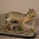 Pampashase Mara Wüstenhase Präparat auf Dekopodest präpariert Tierpräparat taxidermy