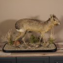 Pampashase Mara Wüstenhase Präparat auf Dekopodest präpariert Tierpräparat taxidermy