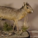 Pampashase Mara Wüstenhase Präparat auf Dekopodest präpariert Tierpräparat taxidermy