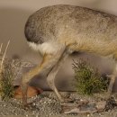 Pampashase Mara Wüstenhase Präparat auf Dekopodest präpariert Tierpräparat taxidermy