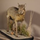 Pampashase Mara Wüstenhase Präparat auf Dekopodest präpariert Tierpräparat taxidermy