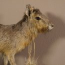 Pampashase Mara Wüstenhase Präparat auf Dekopodest präpariert Tierpräparat taxidermy