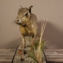 Pampashase Mara Wüstenhase Präparat auf Dekopodest präpariert Tierpräparat taxidermy