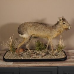Pampashase Mara Wüstenhase Präparat auf Dekopodest präpariert Tierpräparat taxidermy