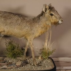 Pampashase Mara Wüstenhase Präparat auf Dekopodest präpariert Tierpräparat taxidermy