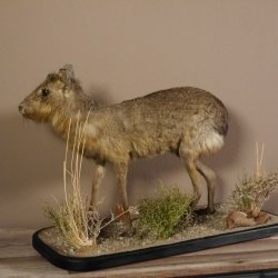 Pampashase Mara Wüstenhase Präparat auf Dekopodest präpariert Tierpräparat taxidermy