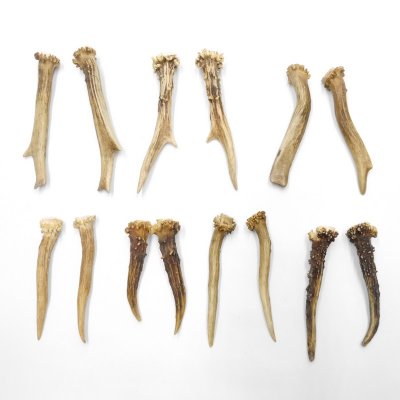 7 Paare Reh Gehörne Rehgeweih Stangen