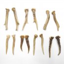 7 Paare Reh Gehörne Rehgeweih Stangen