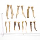 7 Paare Reh Gehörne Rehgeweih Stangen