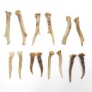 7 Paare Reh Gehörne Rehgeweih Stangen
