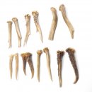7 Paare Reh Gehörne Rehgeweih Stangen