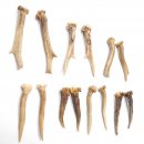 7 Paare Reh Gehörne Rehgeweih Stangen
