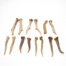 7 Paare Reh Gehörne Rehgeweih Stangen