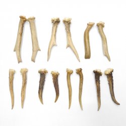 7 Paare Reh Gehörne Rehgeweih Stangen