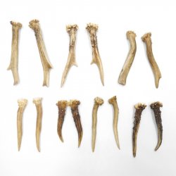 7 Paare Reh Gehörne Rehgeweih Stangen