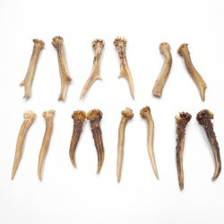 7 Paare Reh Gehörne Rehgeweih Stangen