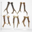 5 Paare Reh Gehörne Rehgeweih Stangen