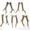 5 Paare Reh Gehörne Rehgeweih Stangen