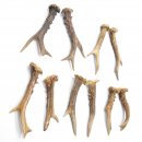 5 Paare Reh Gehörne Rehgeweih Stangen