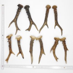 5 Paare Reh Gehörne Rehgeweih Stangen