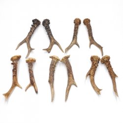 5 Paare Reh Gehörne Rehgeweih Stangen