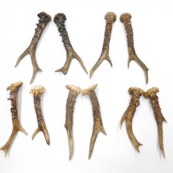 5 Paare Reh Gehörne Rehgeweih Stangen