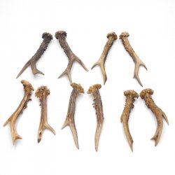 5 Paare Reh Gehörne Rehgeweih Stangen