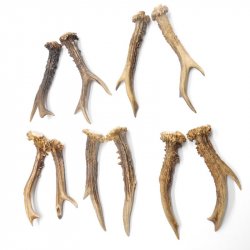 5 Paare Reh Gehörne Rehgeweih Stangen