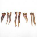 5 Paare Reh Gehörne Rehgeweih Stangen