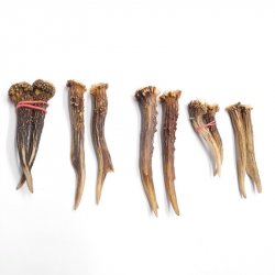 5 Paare Reh Gehörne Rehgeweih Stangen