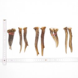 5 Paare Reh Gehörne Rehgeweih Stangen