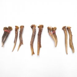 5 Paare Reh Gehörne Rehgeweih Stangen