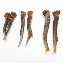 5 Paare Reh Gehörne Rehgeweih Stangen